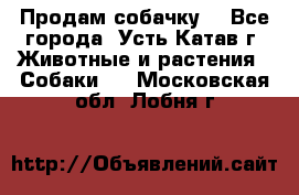 Продам собачку  - Все города, Усть-Катав г. Животные и растения » Собаки   . Московская обл.,Лобня г.